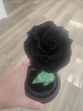Black Preserved Rose in Decorative Dome - Home Accents